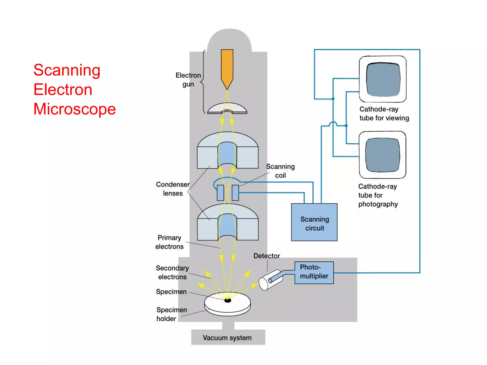 Scanning
Electron
Microscope
 
