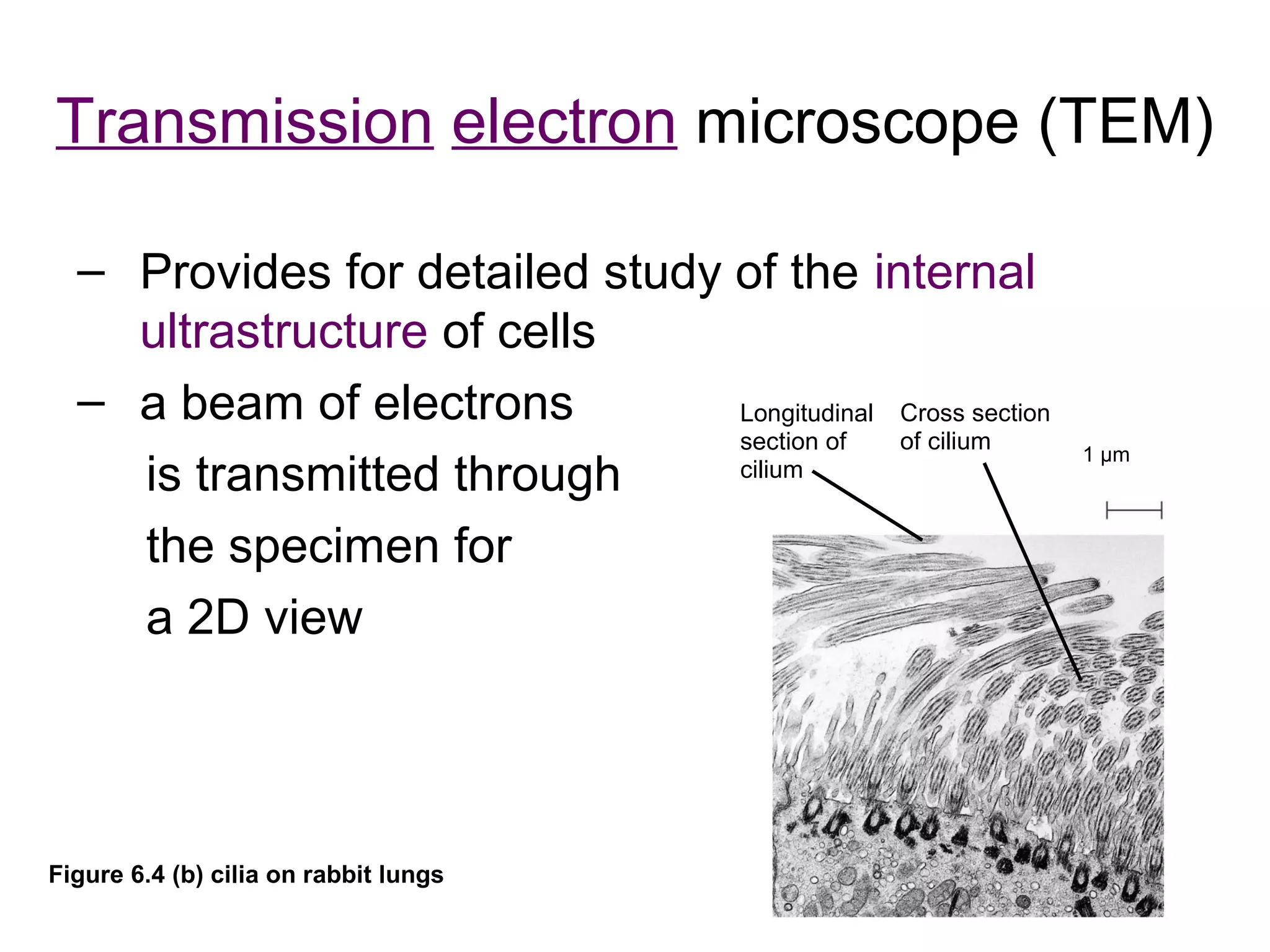 Transmission electron microscope (TEM)

  – Provides for detailed study of the internal
    ultrastructure of cells
  – a beam of electrons         Longitudinal Cross section
                                section of   of cilium       1 µm
    is transmitted through      cilium


    the specimen for
    a 2D view




Figure 6.4 (b) cilia on rabbit lungs
 