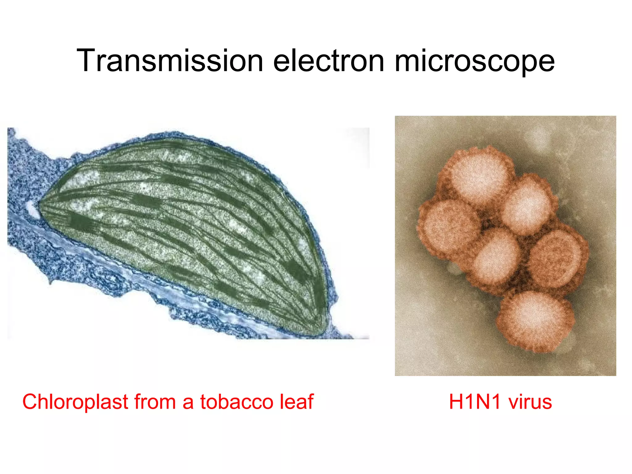 Transmission electron microscope




Chloroplast from a tobacco leaf   H1N1 virus
 