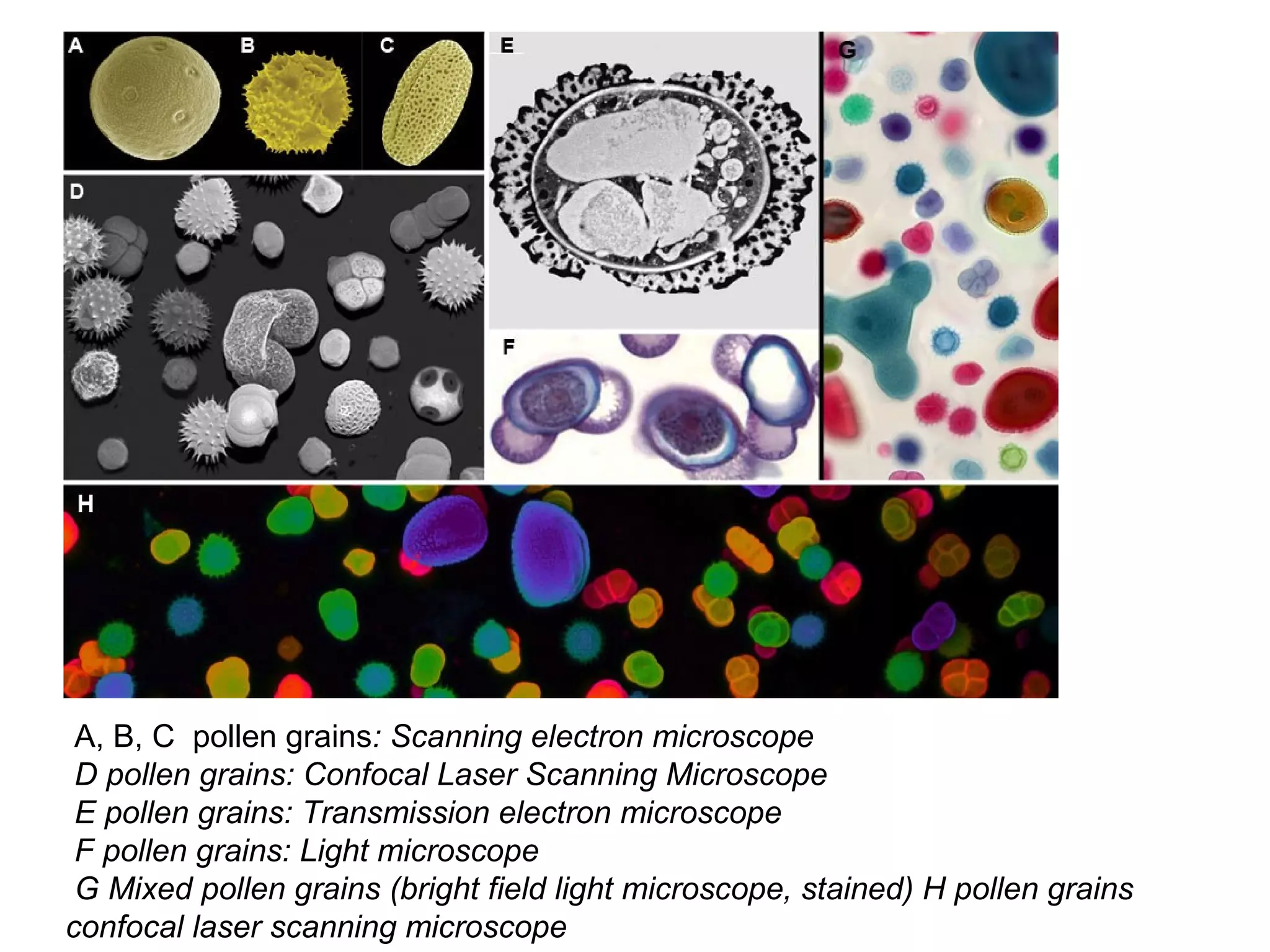 A, B, C pollen grains: Scanning electron microscope
 D pollen grains: Confocal Laser Scanning Microscope
 E pollen grains: Transmission electron microscope
 F pollen grains: Light microscope
 G Mixed pollen grains (bright field light microscope, stained) H pollen grains
confocal laser scanning microscope
 