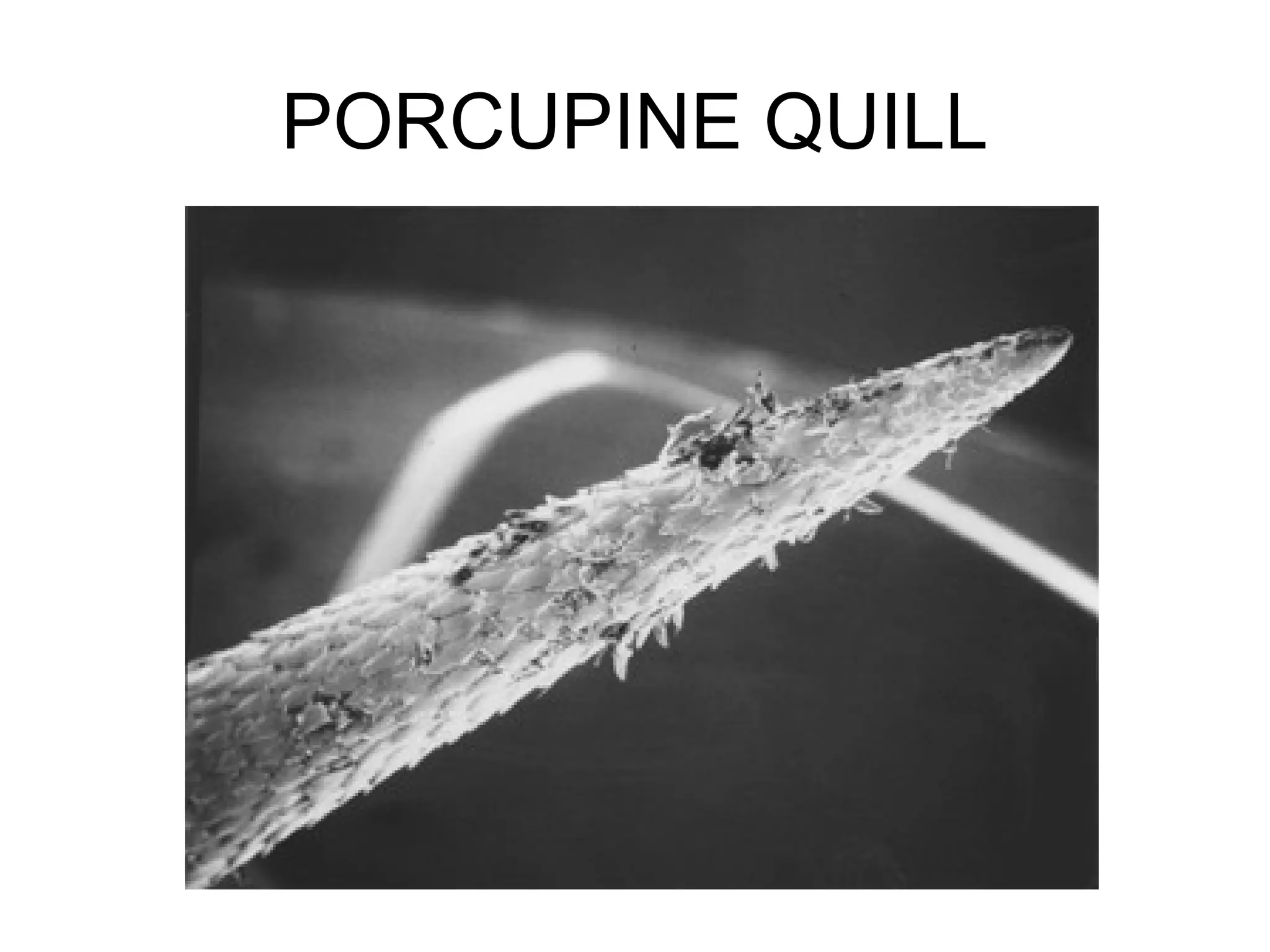 PORCUPINE QUILL
 