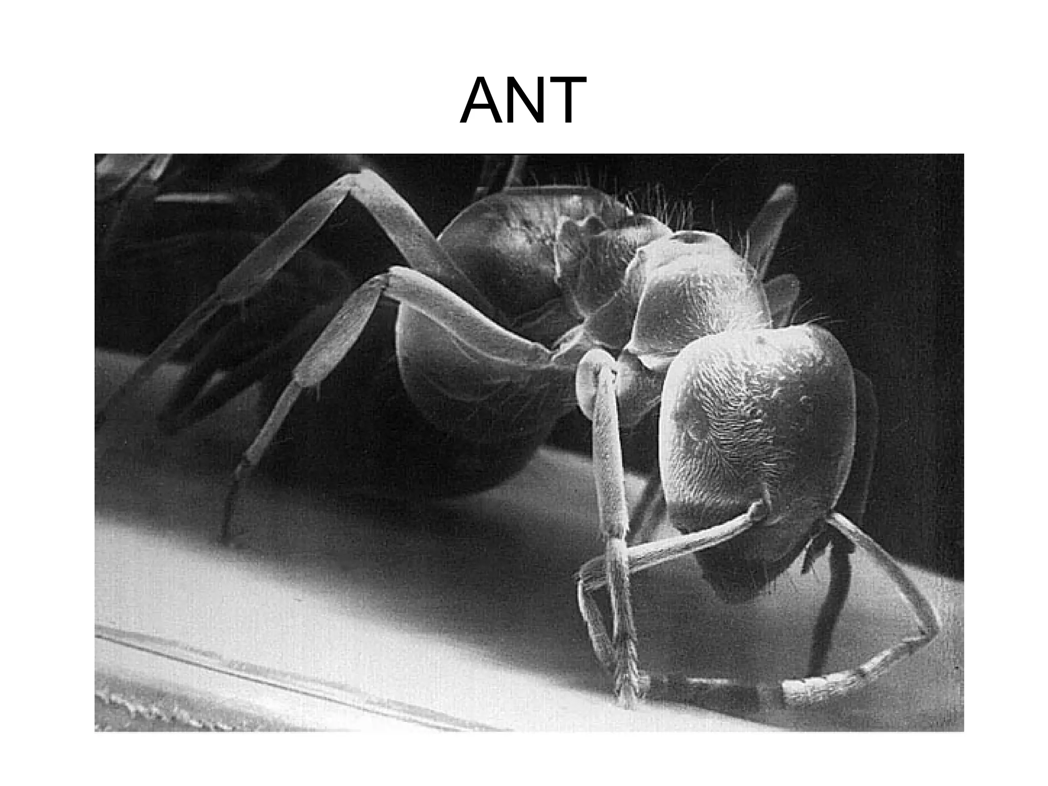 ANT
 