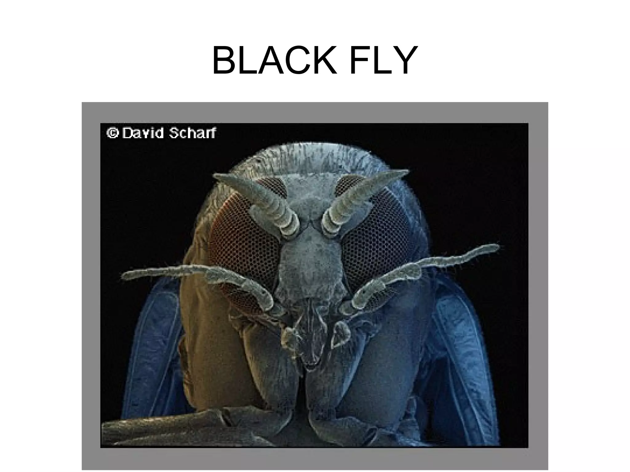 BLACK FLY
 