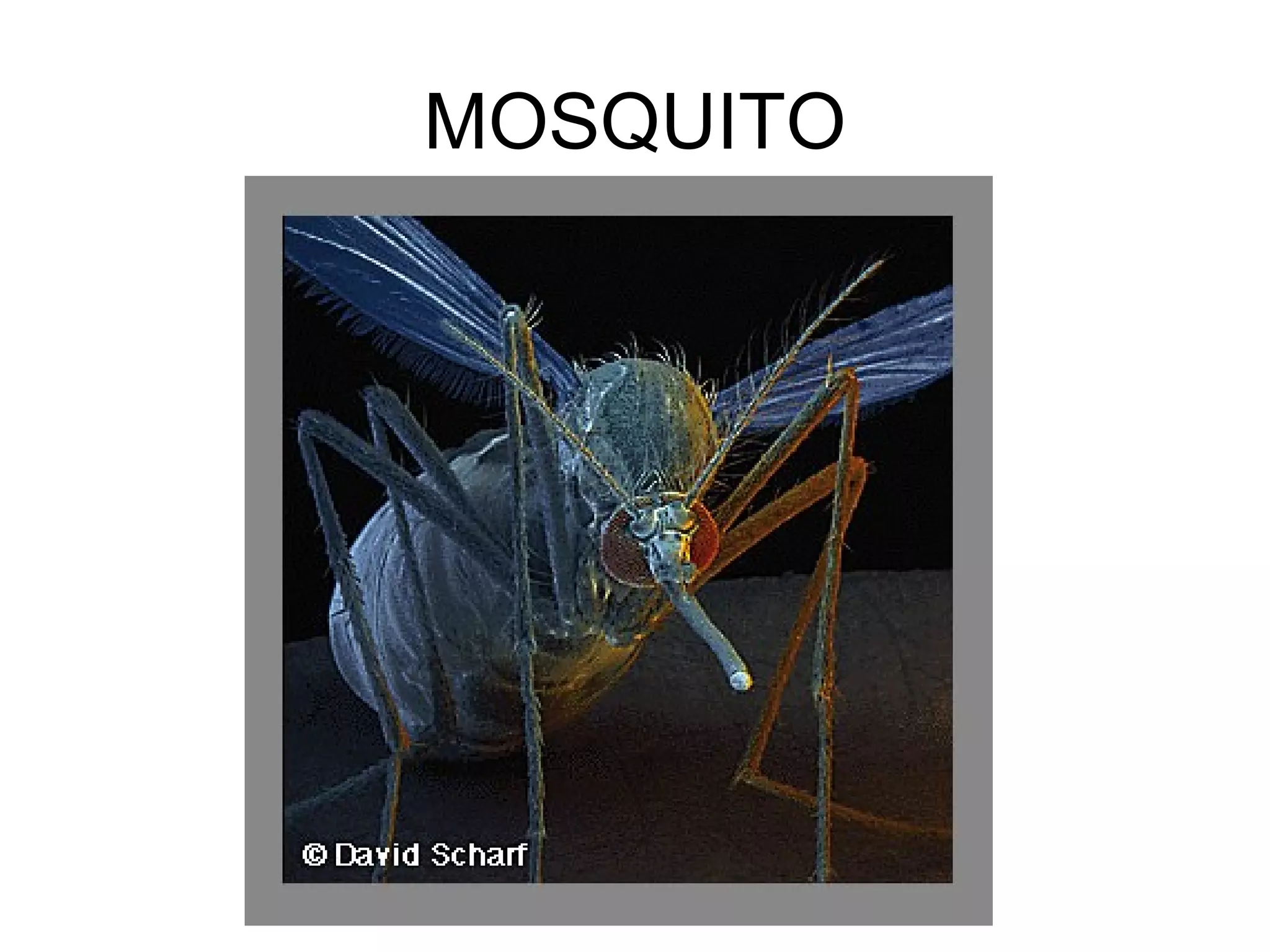 MOSQUITO
 