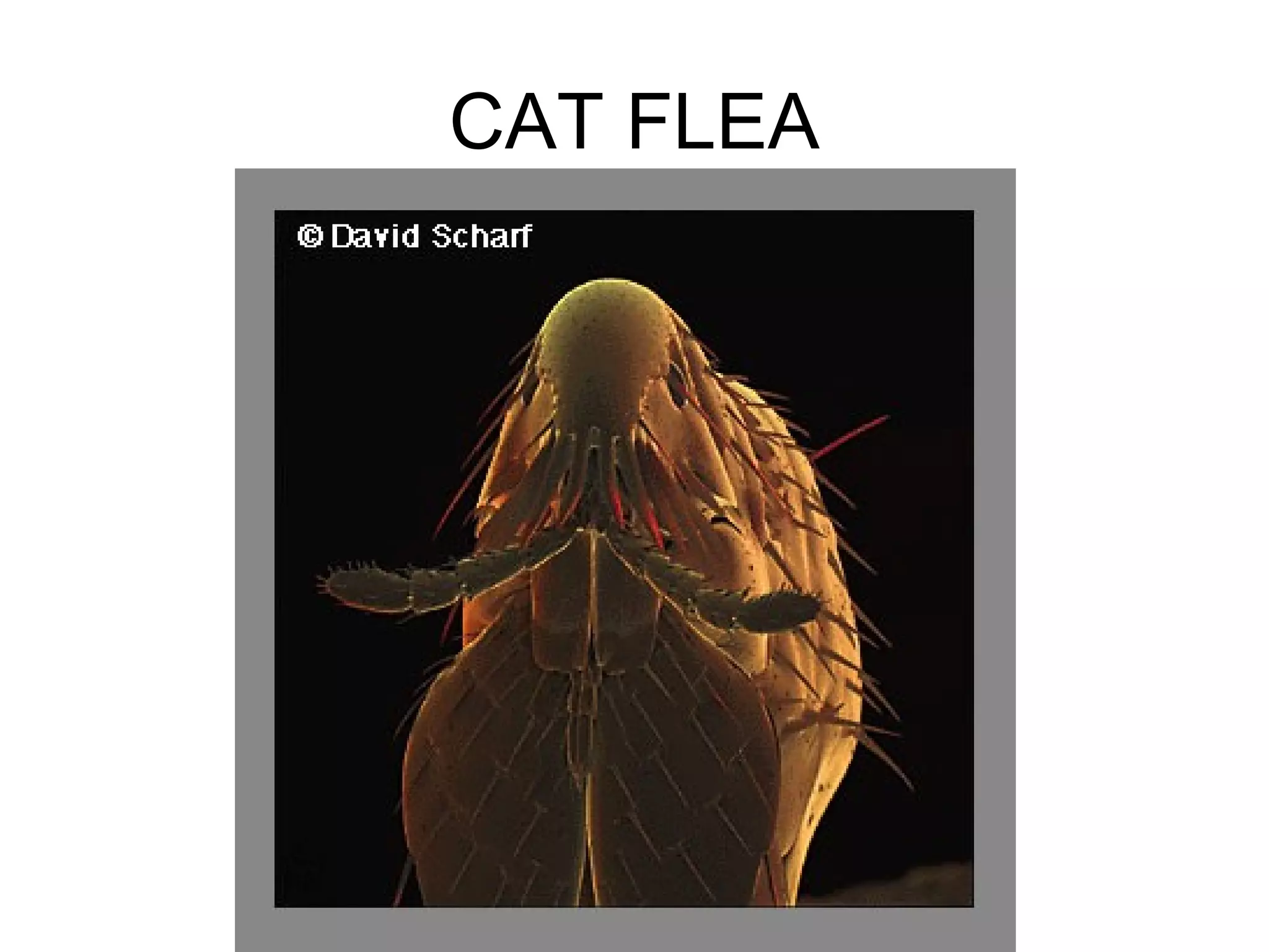 CAT FLEA
 