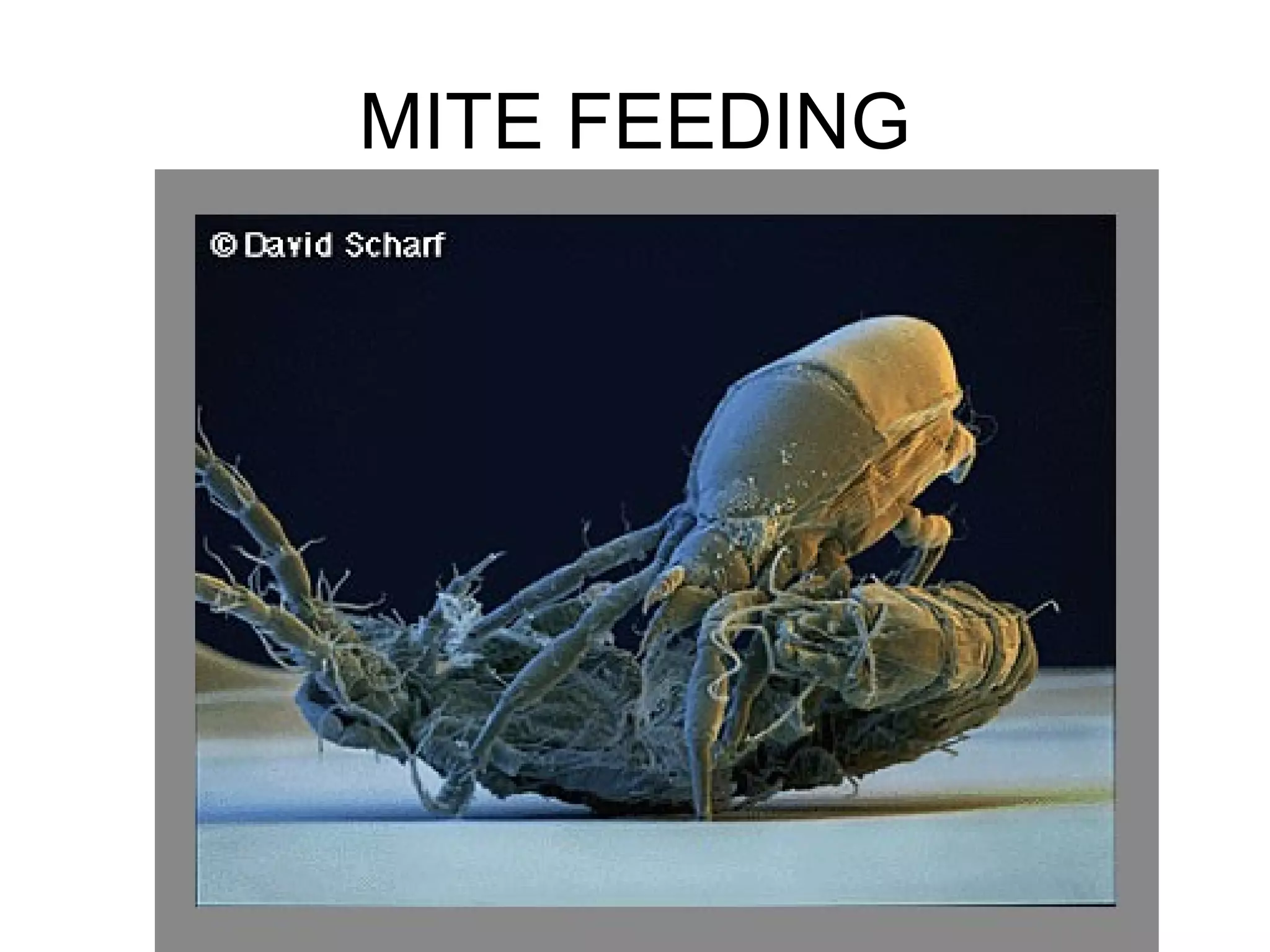 MITE FEEDING
 