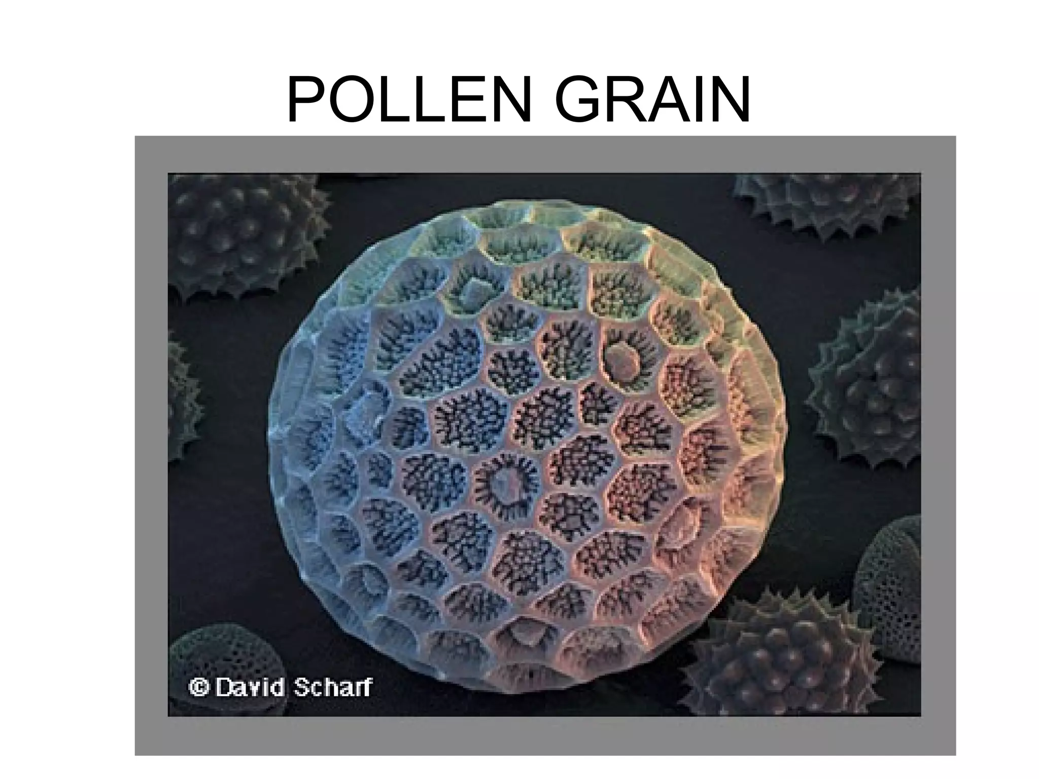 POLLEN GRAIN
 