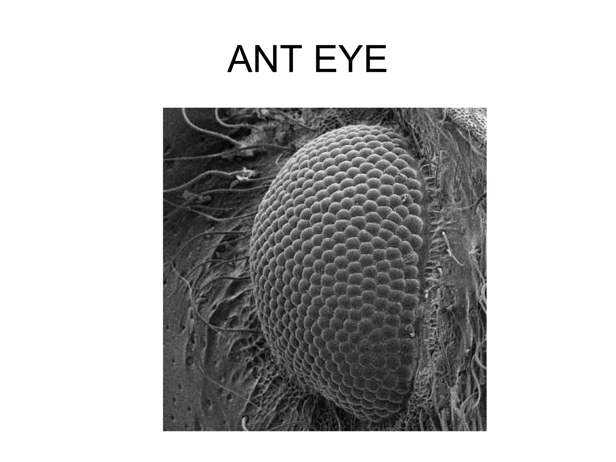 ANT EYE
 