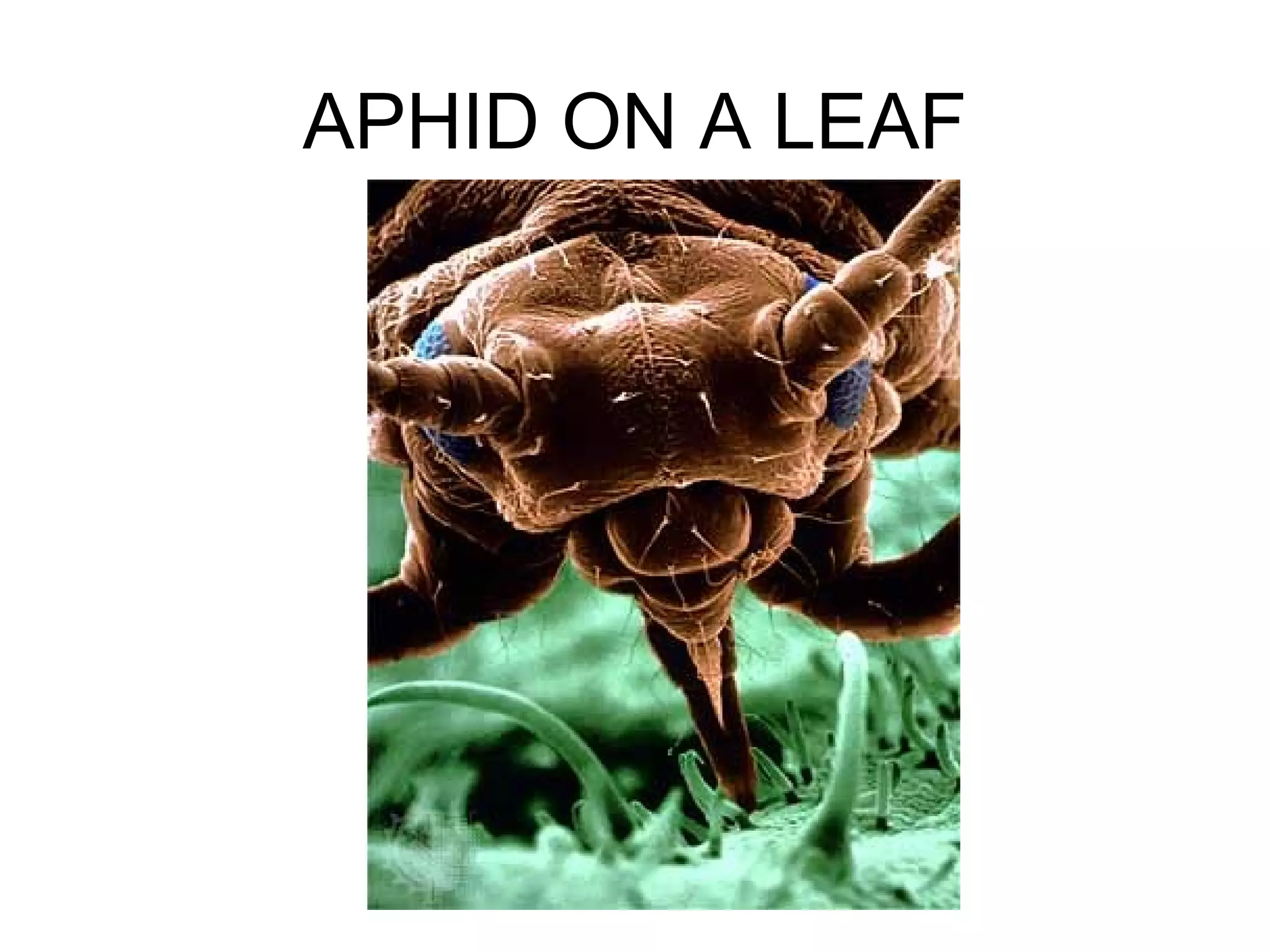 APHID ON A LEAF
 