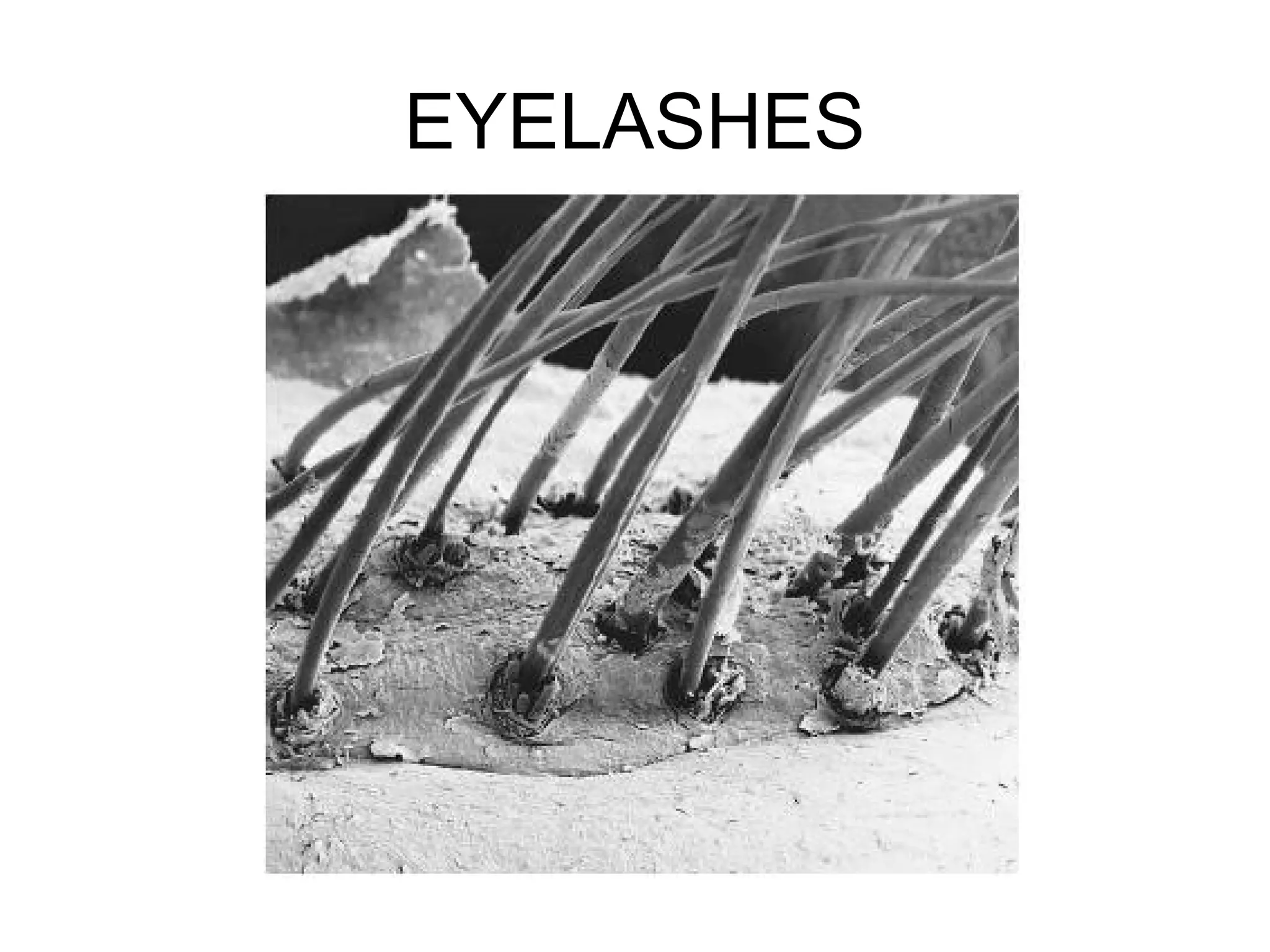 EYELASHES
 