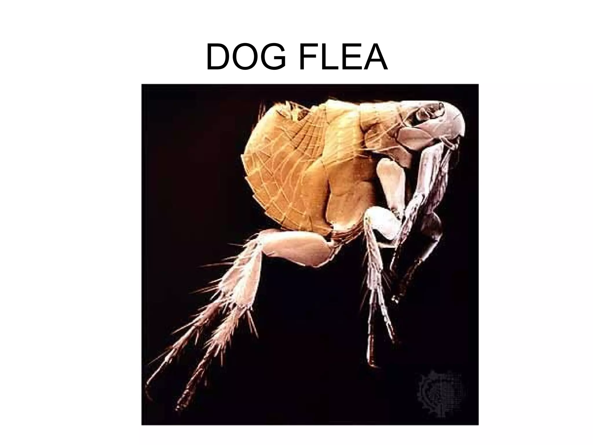 DOG FLEA
 