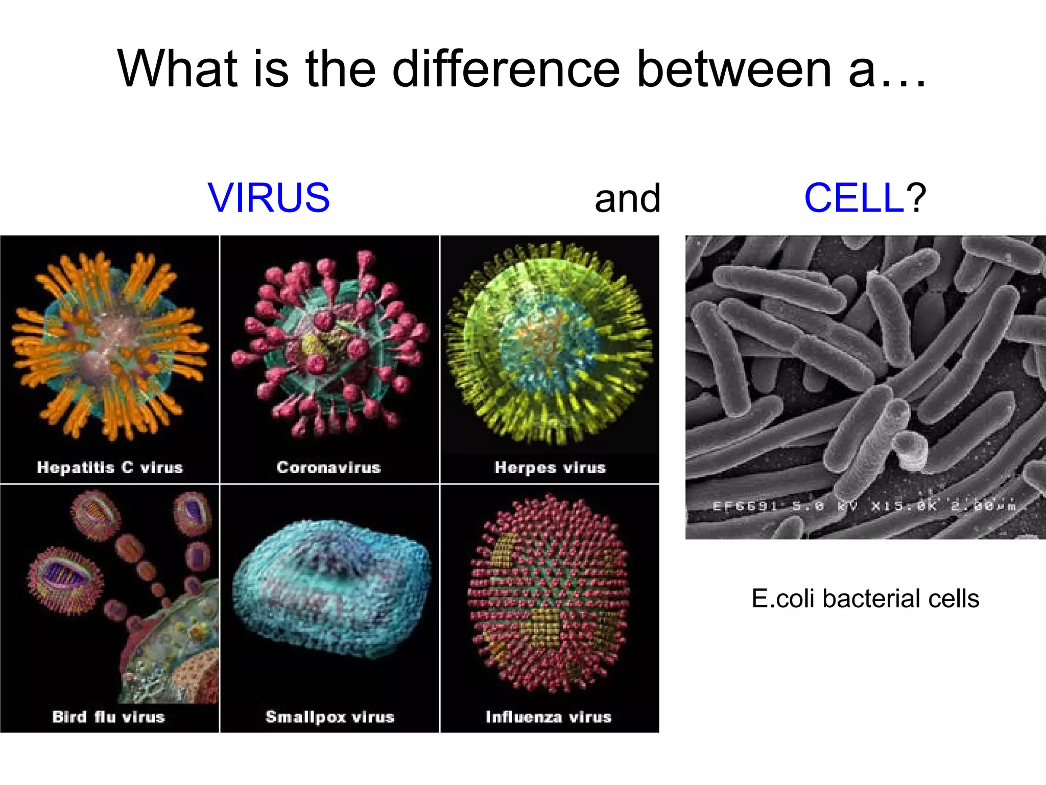 What is the difference between a…

   VIRUS           and        CELL?




                         E.coli bacterial cells
 