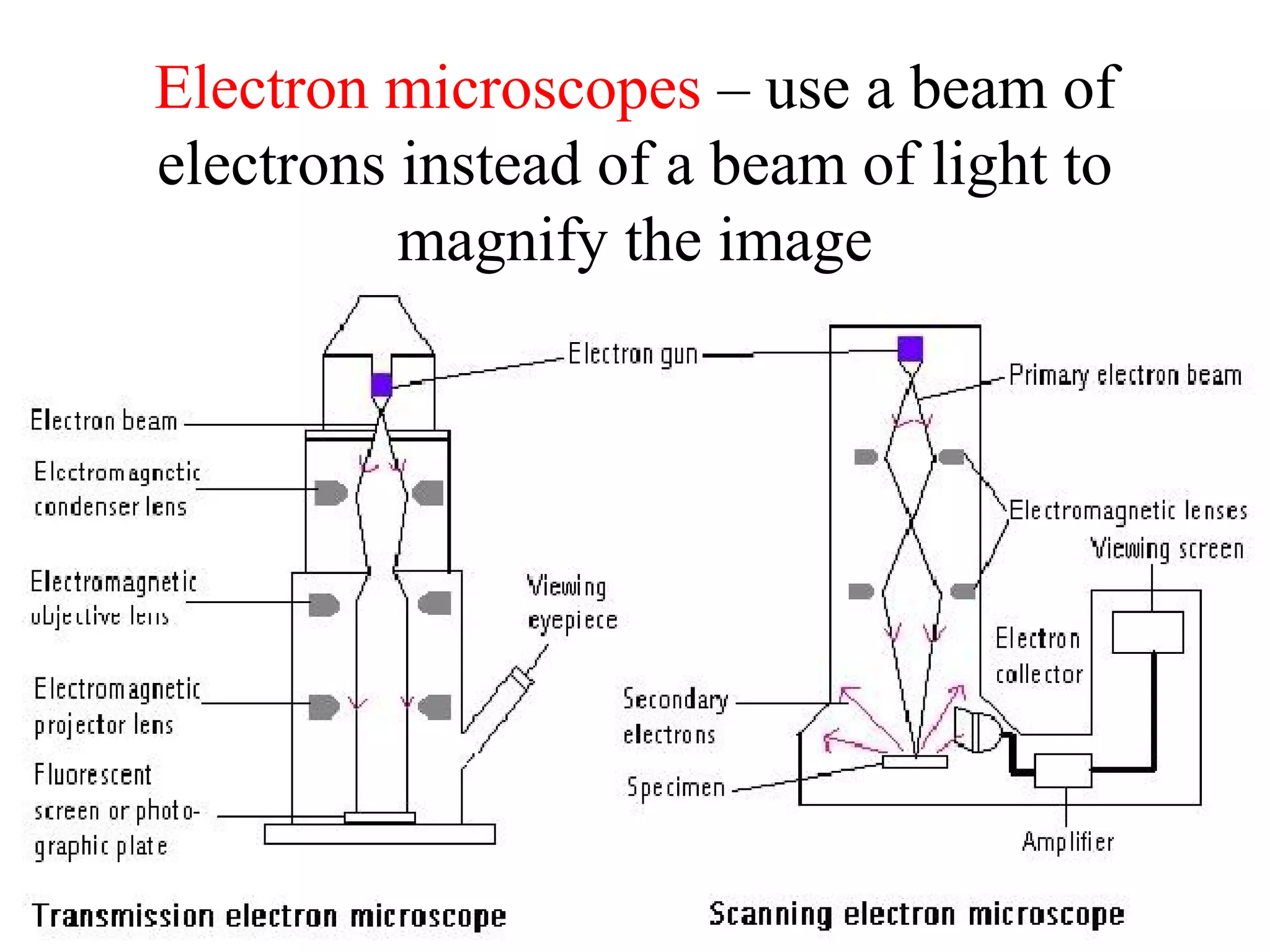 Electron microscopes – use a beam of
electrons instead of a beam of light to
          magnify the image
 
