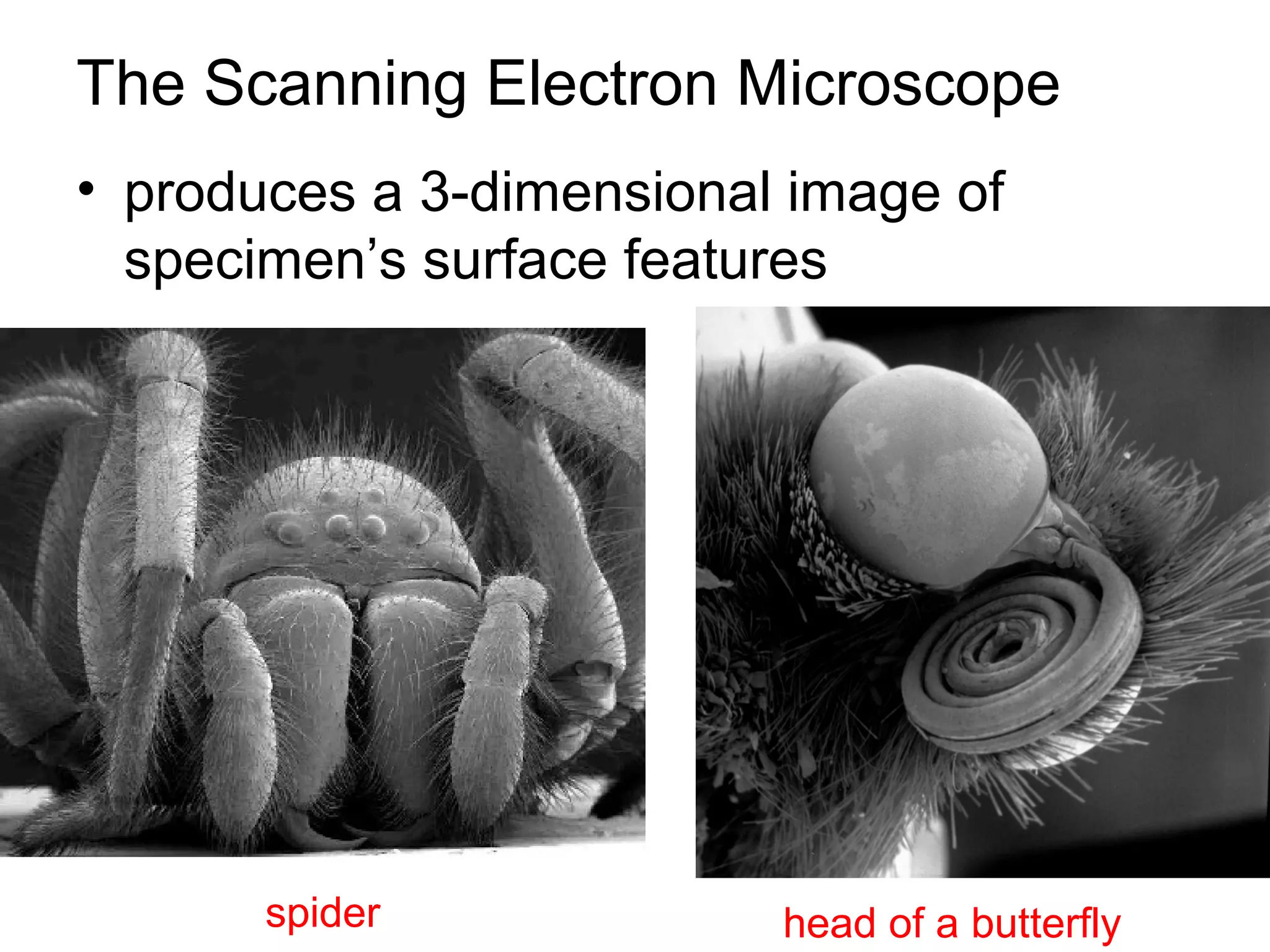 The Scanning Electron Microscope
• produces a 3-dimensional image of
  specimen’s surface features




       spider             head of a butterfly
 
