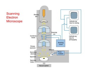 Types of Microscope | PPT