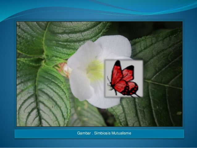 PPT EKTUM YULIZA PUTRI NOSA