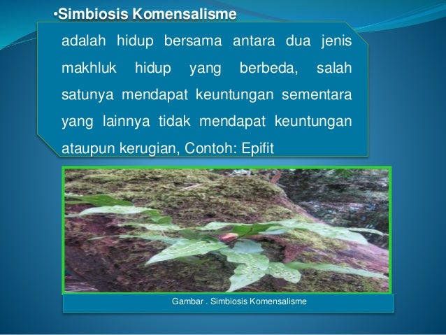 PPT EKTUM YULIZA PUTRI NOSA