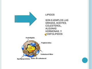 LIPIDOS

SON EJEMPLOS LAS
GRASAS, ACEITES,
COLESTEROL,
ALGUNAS
HORMONAS, Y
FOSFOLIPIDOS
 