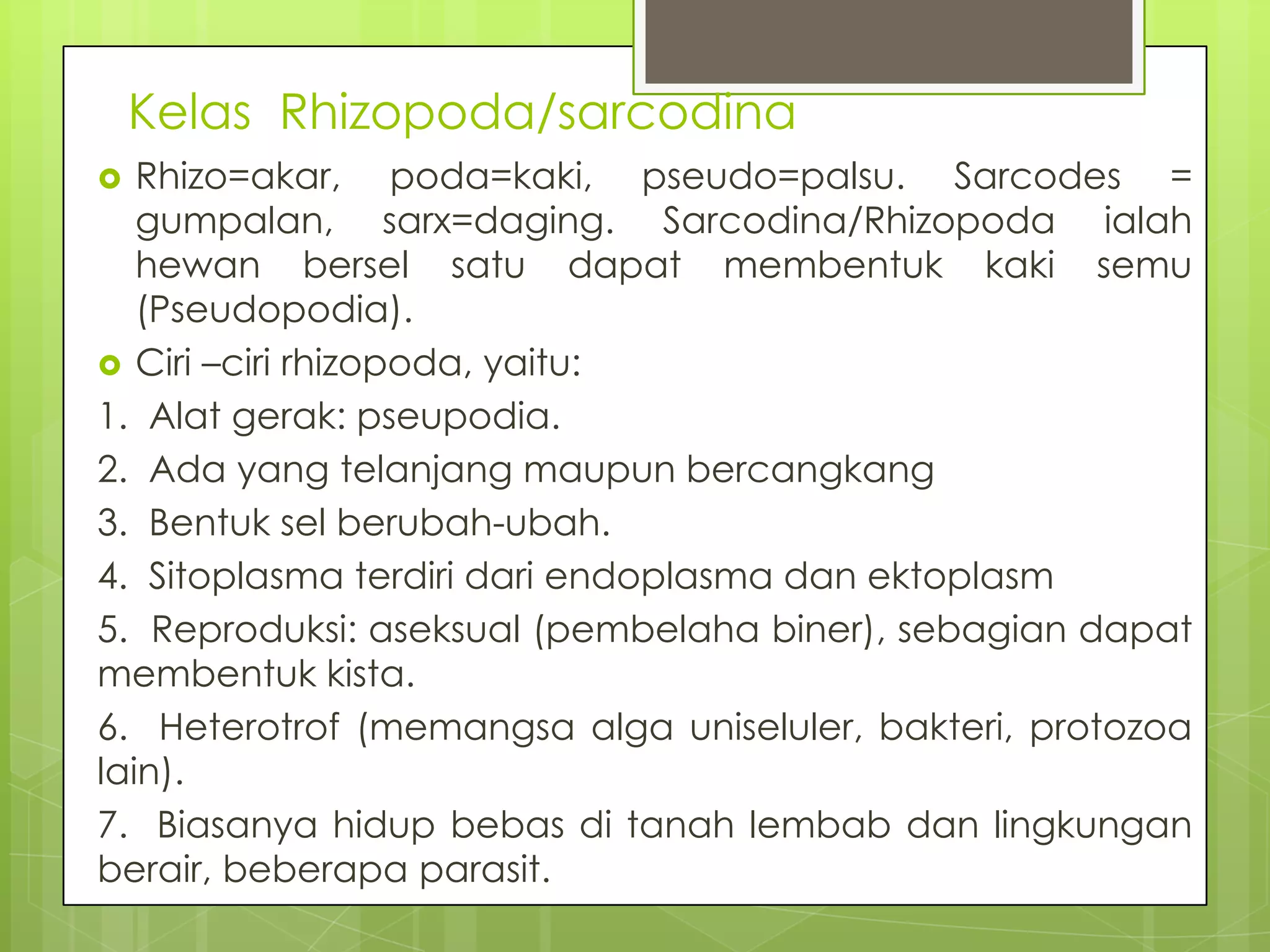 Kelas Rhizopoda/sarcodina
  Rhizo=akar, poda=kaki, pseudo=palsu. Sarcodes =
   gumpalan, sarx=daging. Sarcodina/Rhizopoda ialah
   hewan bersel satu dapat membentuk kaki semu
   (Pseudopodia).
 Ciri –ciri rhizopoda, yaitu:
1. Alat gerak: pseupodia.
2. Ada yang telanjang maupun bercangkang
3. Bentuk sel berubah-ubah.
4. Sitoplasma terdiri dari endoplasma dan ektoplasm
5. Reproduksi: aseksual (pembelaha biner), sebagian dapat
membentuk kista.
6. Heterotrof (memangsa alga uniseluler, bakteri, protozoa
lain).
7. Biasanya hidup bebas di tanah lembab dan lingkungan
berair, beberapa parasit.
 