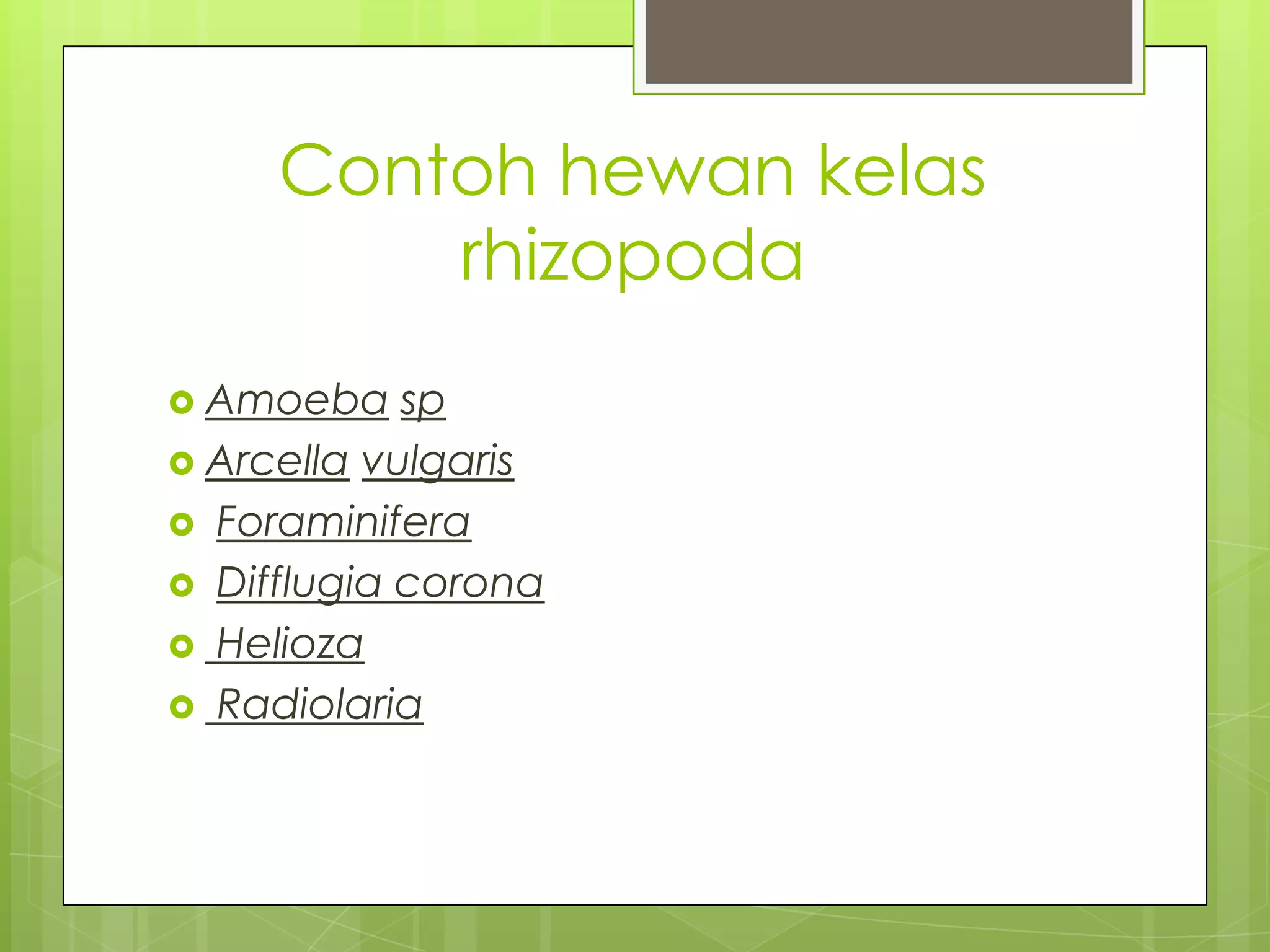 Contoh hewan kelas
         rhizopoda
 Amoeba    sp
 Arcella vulgaris
 Foraminifera
 Difflugia corona
 Helioza
 Radiolaria
 