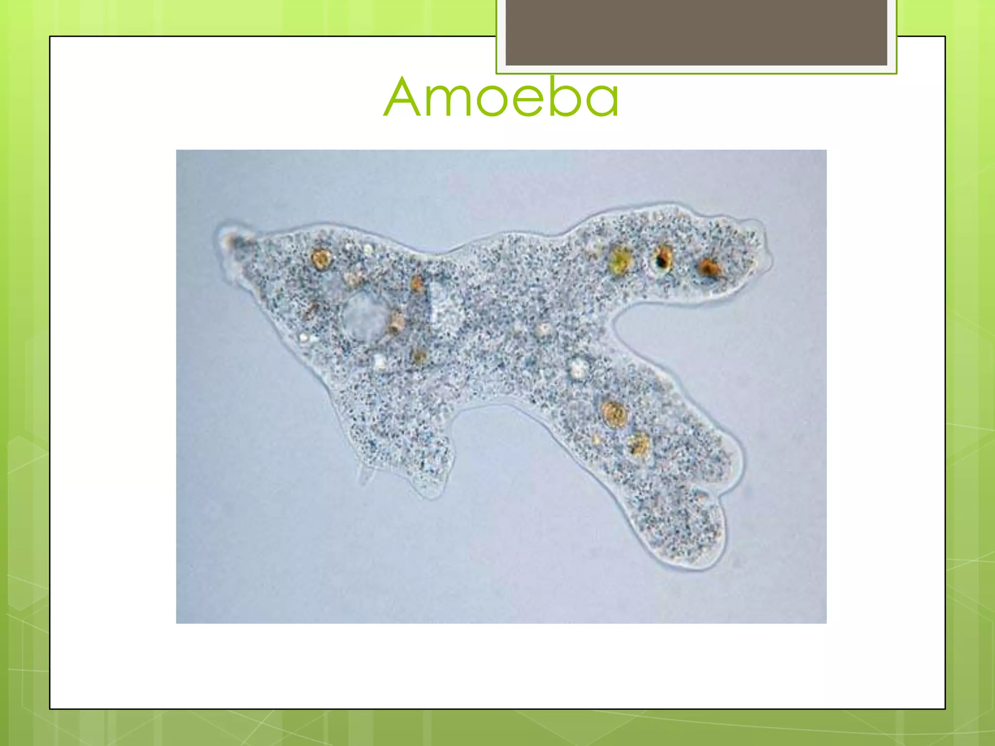 Amoeba
 