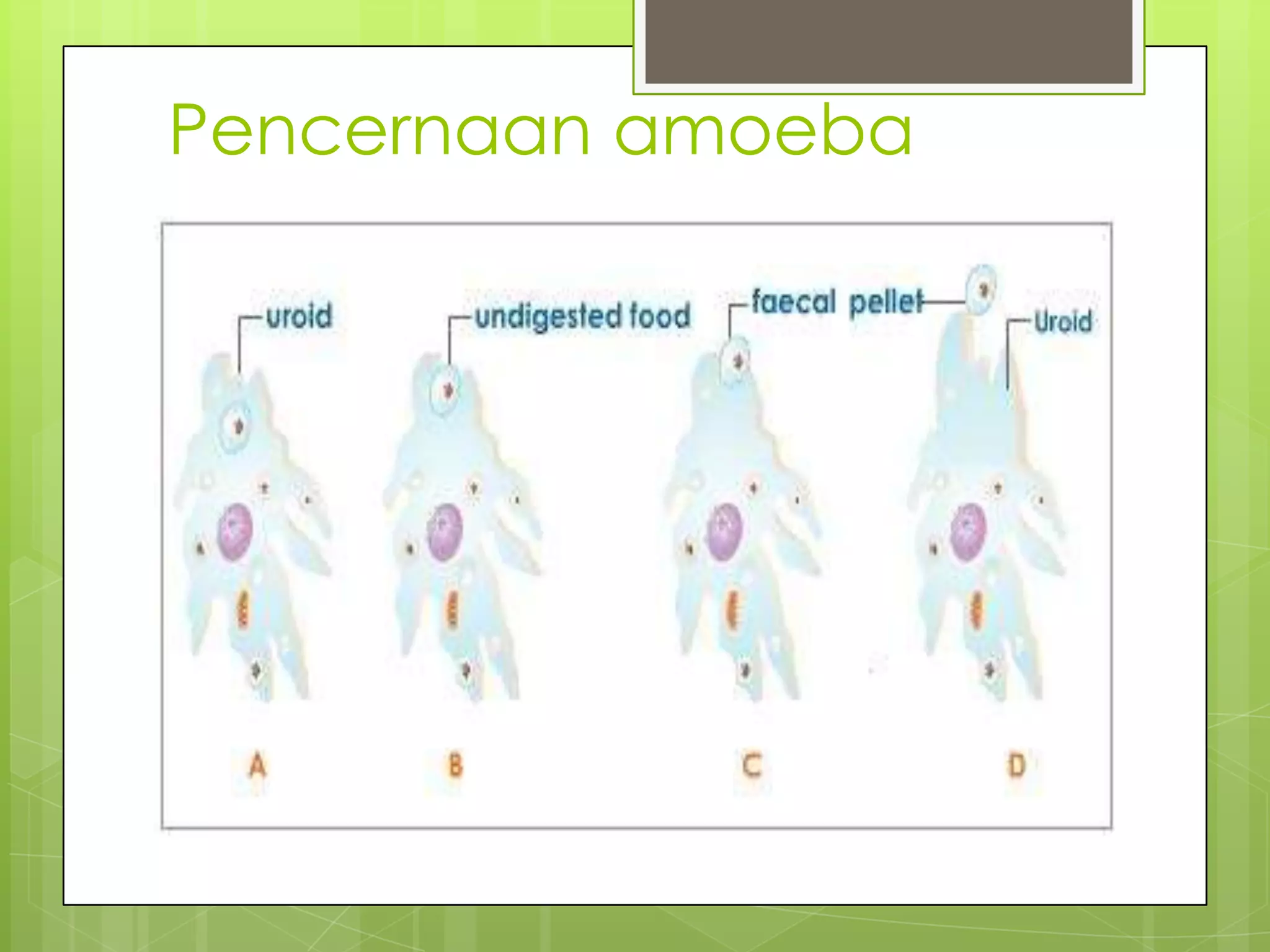 Pencernaan amoeba
 