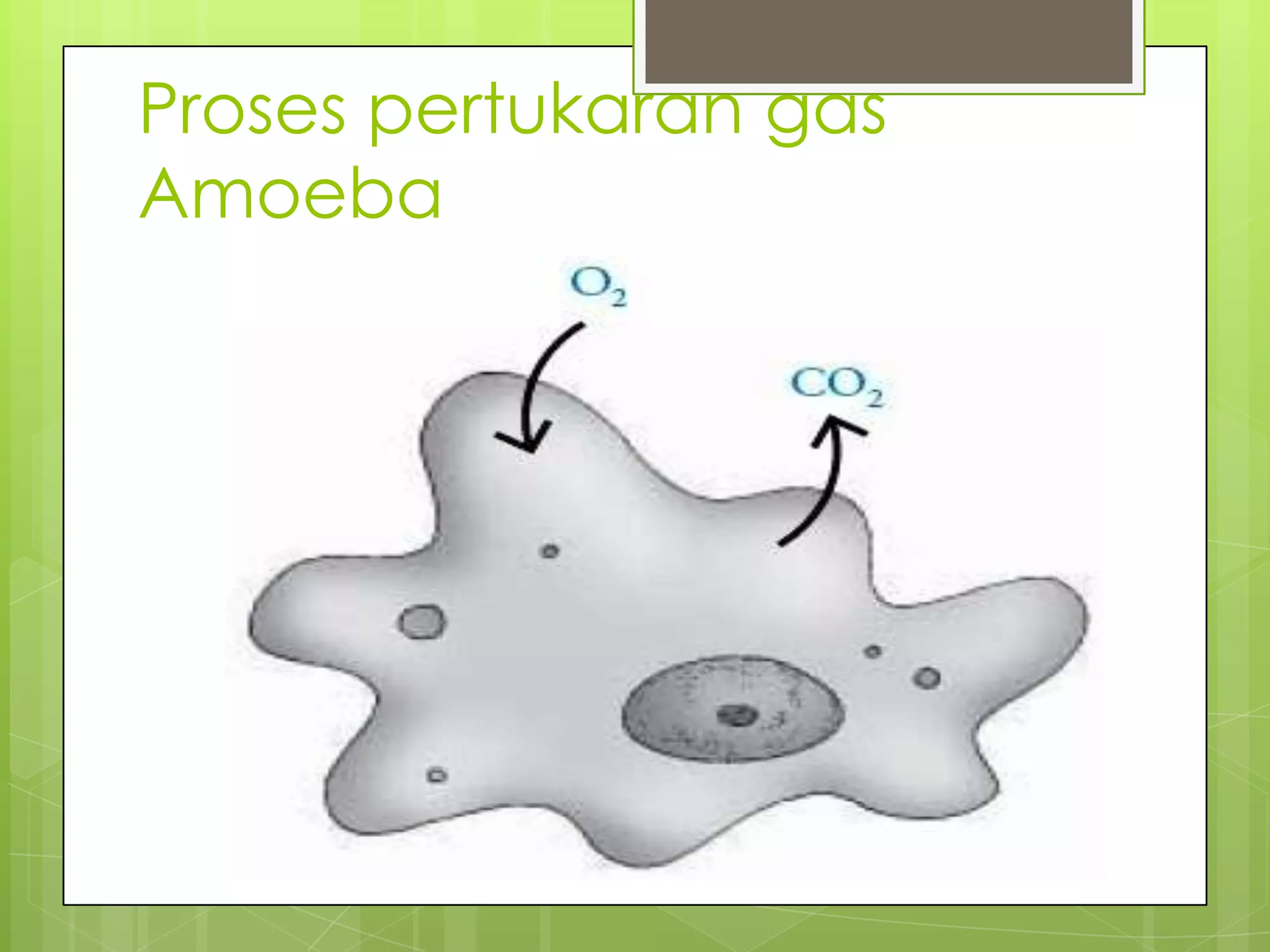 Proses pertukaran gas
Amoeba
 