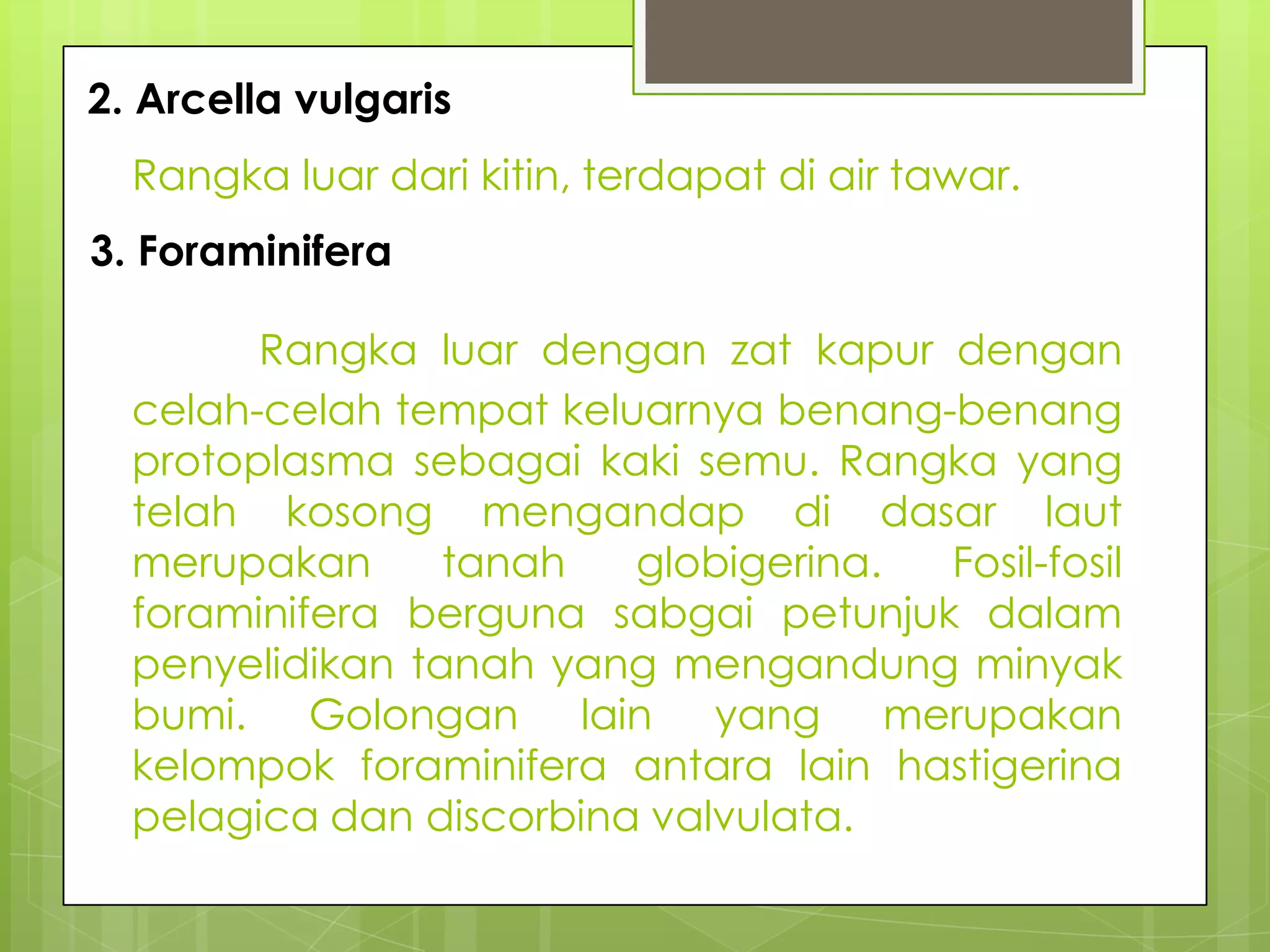2. Arcella vulgaris
  Rangka luar dari kitin, terdapat di air tawar.
3. Foraminifera

        Rangka luar dengan zat kapur dengan
  celah-celah tempat keluarnya benang-benang
  protoplasma sebagai kaki semu. Rangka yang
  telah kosong mengandap di dasar laut
  merupakan      tanah   globigerina. Fosil-fosil
  foraminifera berguna sabgai petunjuk dalam
  penyelidikan tanah yang mengandung minyak
  bumi. Golongan lain yang merupakan
  kelompok foraminifera antara lain hastigerina
  pelagica dan discorbina valvulata.
 