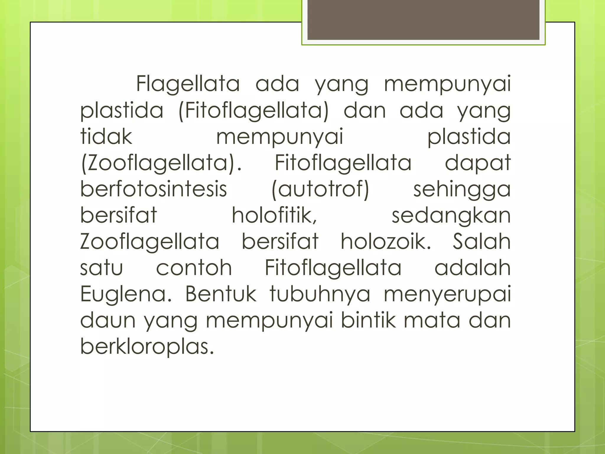 Flagellata ada yang mempunyai
plastida (Fitoflagellata) dan ada yang
tidak         mempunyai          plastida
(Zooflagellata). Fitoflagellata dapat
berfotosintesis    (autotrof)   sehingga
bersifat        holofitik,    sedangkan
Zooflagellata bersifat holozoik. Salah
satu contoh Fitoflagellata adalah
Euglena. Bentuk tubuhnya menyerupai
daun yang mempunyai bintik mata dan
berkloroplas.
 