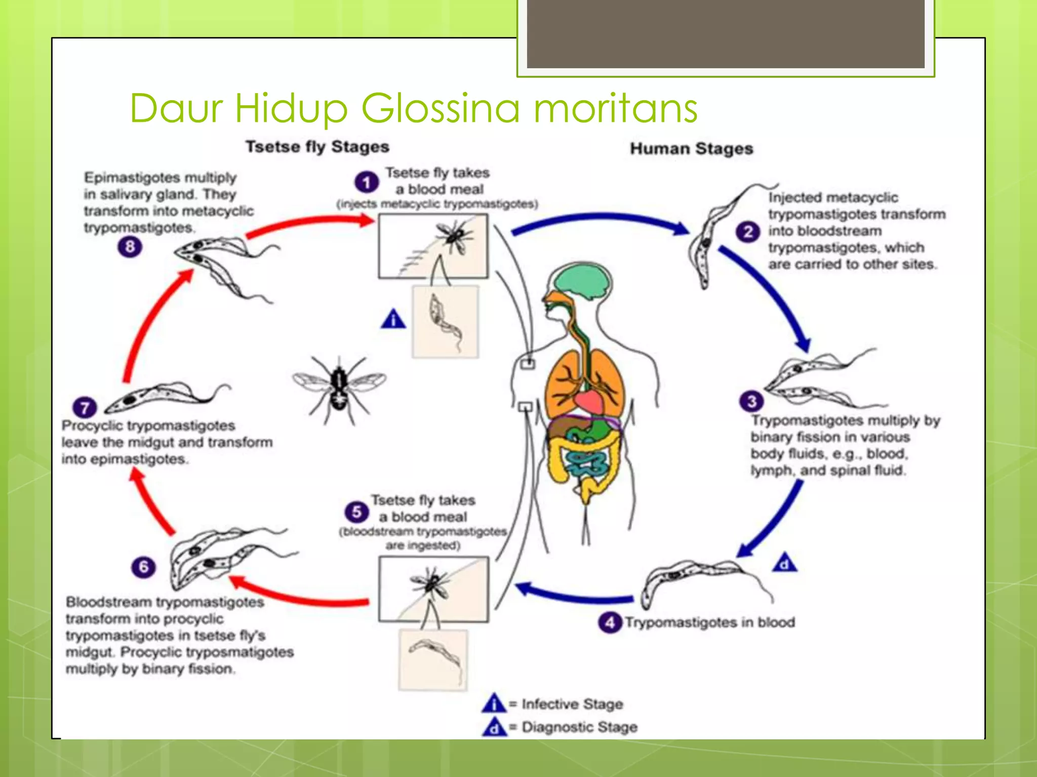 Daur Hidup Glossina moritans
 