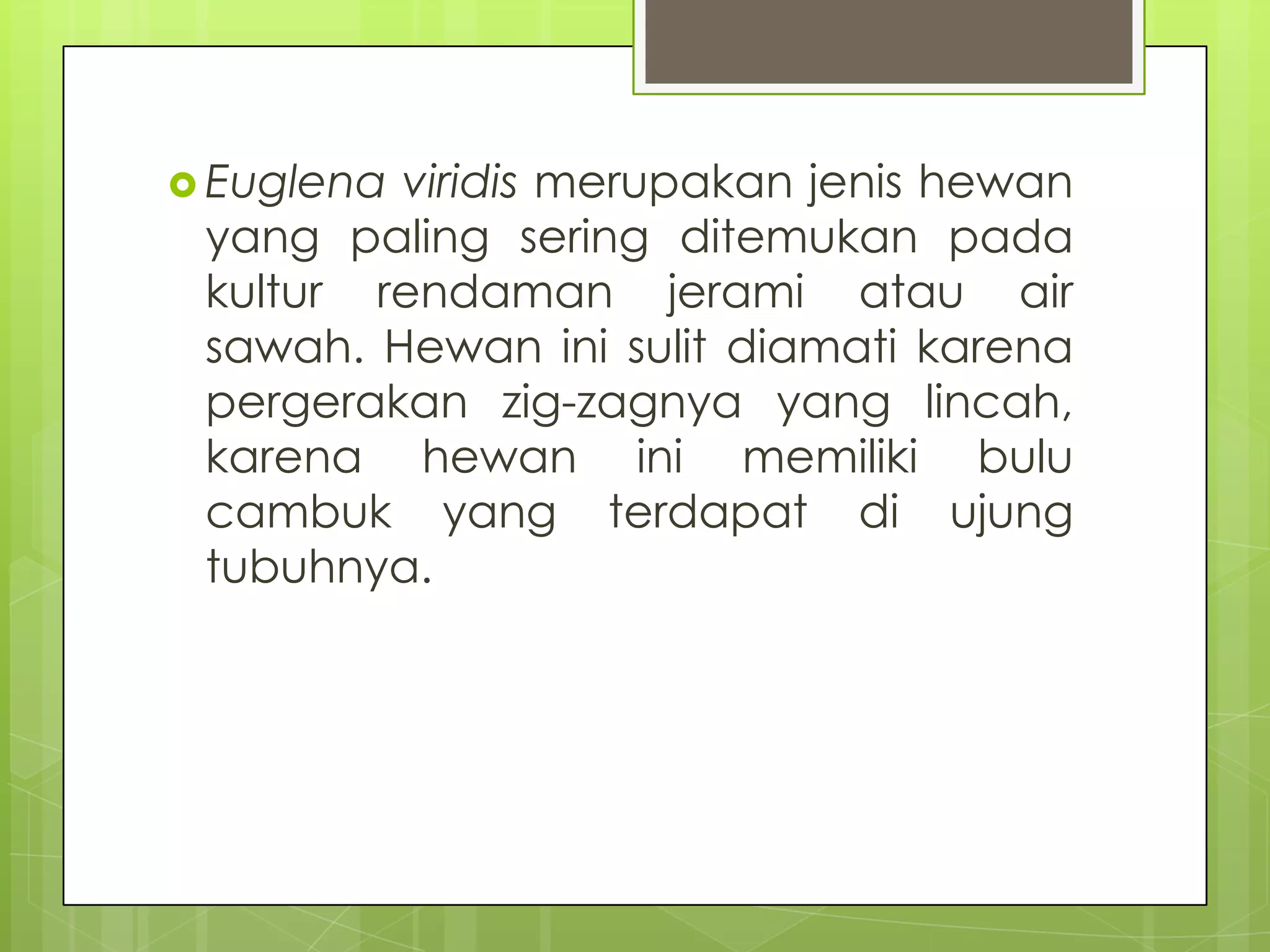  Euglenaviridis merupakan jenis hewan
 yang paling sering ditemukan pada
 kultur rendaman jerami atau air
 sawah. Hewan ini sulit diamati karena
 pergerakan zig-zagnya yang lincah,
 karena hewan ini memiliki bulu
 cambuk yang terdapat di ujung
 tubuhnya.
 