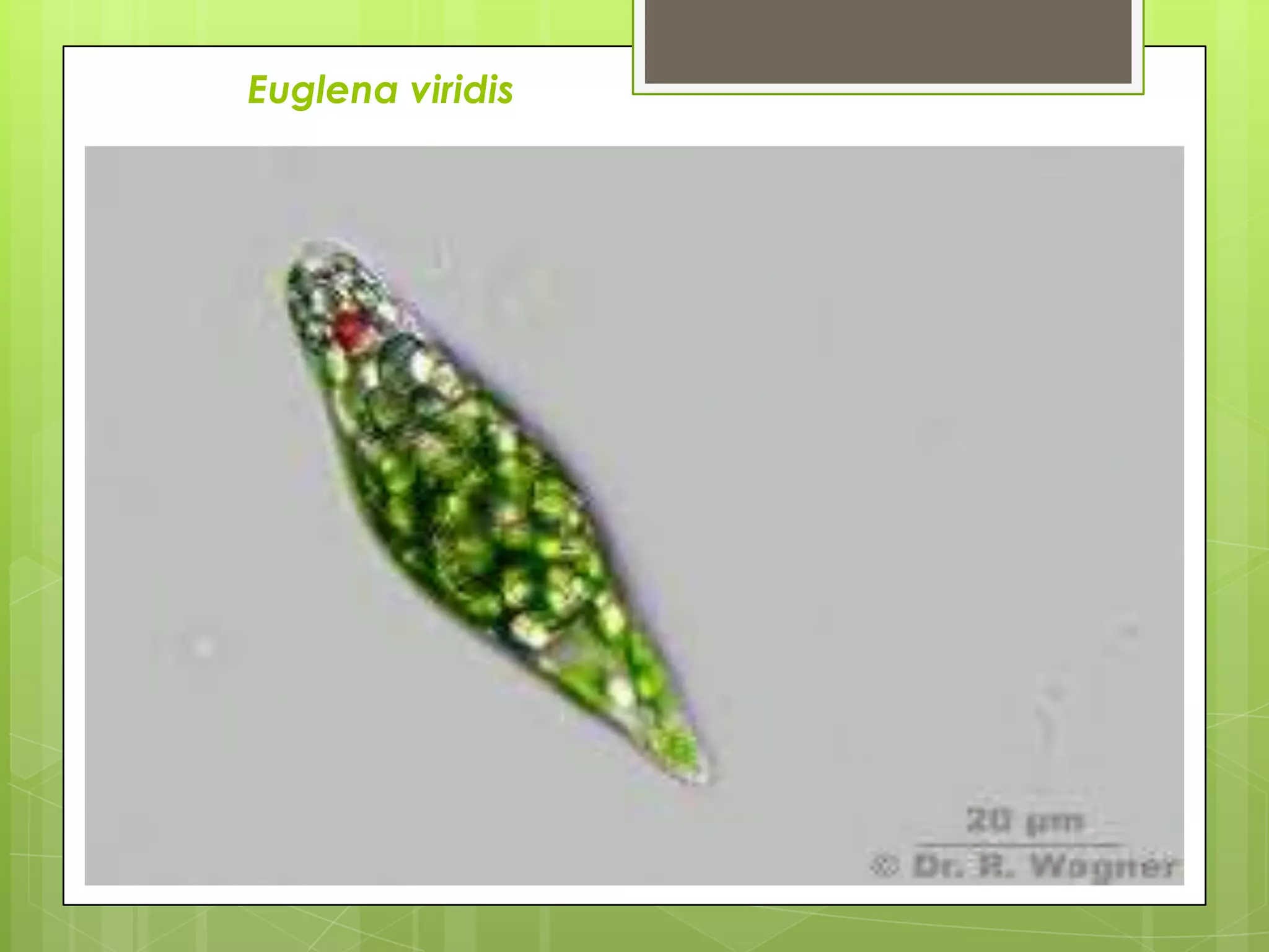 Euglena viridis
 