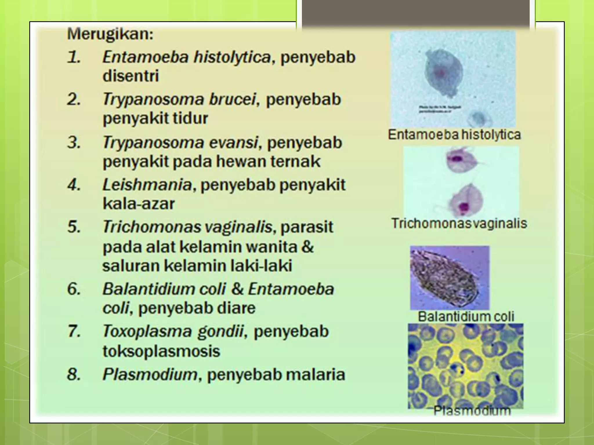 Power Point Protozoa