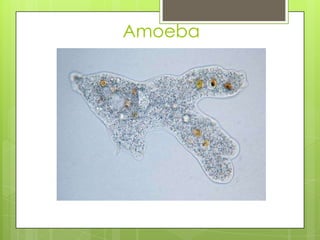 Amoeba
 