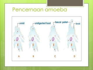 Pencernaan amoeba
 
