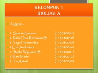 Kelompok 1
                       biologi a

 Anggota :


 1. Saiman Rosamsi            (115040034)
 2. Rizka Desi Ratn...