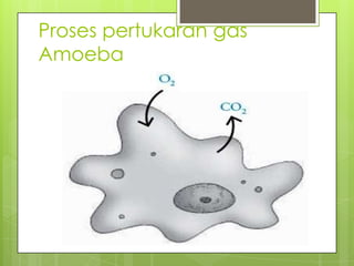 Proses pertukaran gas
Amoeba
 