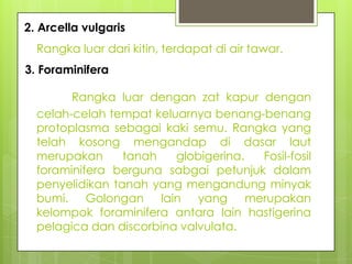 2. Arcella vulgaris
  Rangka luar dari kitin, terdapat di air tawar.
3. Foraminifera

        Rangka luar dengan zat kapur...
