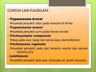 CONTOH LAIN FLAGELLATA

Trypanosoma     brucei
 Penyebab penyakit tidur pada manusia di Afrika
Trypanosoma     evansi
 P...