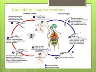 Daur Hidup Glossina moritans
 