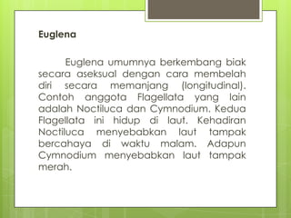 Euglena

      Euglena umumnya berkembang biak
secara aseksual dengan cara membelah
diri secara memanjang (longitudinal).
...
