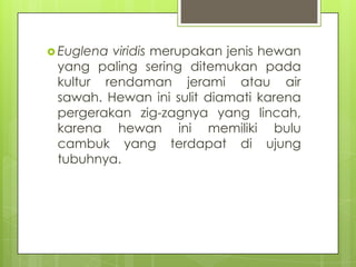  Euglenaviridis merupakan jenis hewan
 yang paling sering ditemukan pada
 kultur rendaman jerami atau air
 sawah. Hewan i...