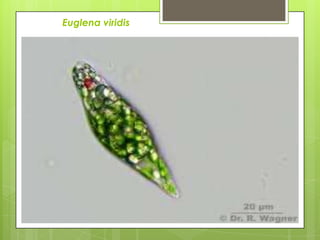 Euglena viridis
 