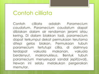 Contoh cilliata
Contoh      cilliata adalah    Paramecium
caudatum. Paramecium caudatum dapat
dibiakan dalam air rendaman ...
