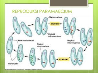 REPRODUKSI PARAMAECIUM
 