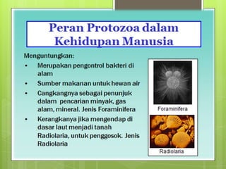 Power Point Protozoa