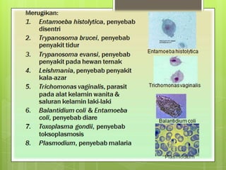 Power Point Protozoa