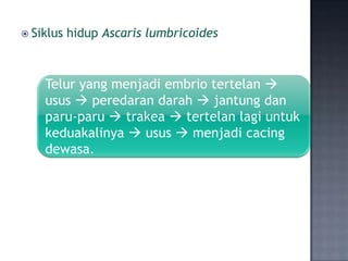  Siklus   hidup Ascaris lumbricoides



    Telur yang menjadi embrio tertelan 
    usus  peredaran darah  jantung dan
    paru-paru  trakea  tertelan lagi untuk
    keduakalinya  usus  menjadi cacing
    dewasa.
 