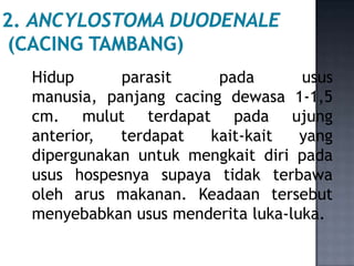 Hidup      parasit     pada       usus
manusia, panjang cacing dewasa 1-1,5
cm. mulut terdapat pada ujung
anterior,  terda...