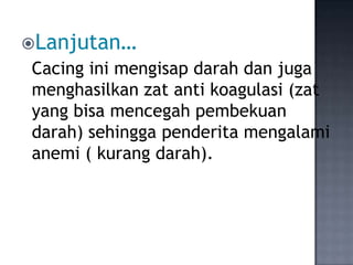 Lanjutan…
Cacing ini mengisap darah dan juga
menghasilkan zat anti koagulasi (zat
yang bisa mencegah pembekuan
darah) sehingga penderita mengalami
anemi ( kurang darah).
 